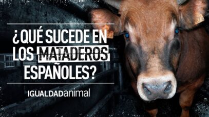 MATADEROS | EL MALTRATO ANIMAL DE LA GANADERIA INDUSTRIAL