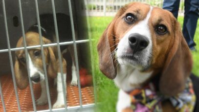 Meet Teddy: Rescued from cruel research