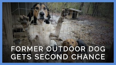 Neglected Dog Left Outdoors Given Second Chance