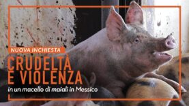 NUOVA INCHIESTA: crudeltà e violenza in un macello di maiali in Messico