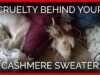 PETA Exposé Reveals Cruelty Behind Your Cashmere Sweater