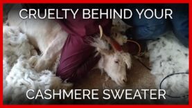 PETA Exposé Reveals Cruelty Behind Your Cashmere Sweater