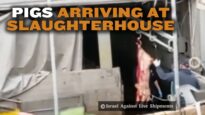 Pigs arriving at slaughterhouse in Israel hear the screams of their friends