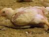 Pollos pateados y estrangulados en granjas alemanas