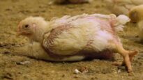 Pollos pateados y estrangulados en granjas alemanas