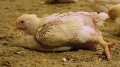 Pollos pateados y estrangulados en granjas alemanas