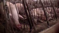 Seaboard Pork Producer Investigation