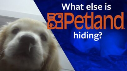 Shocking multi-store Petland investigation!