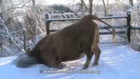 Stiftung für Tierschutz Hof Butenland – Lotti im Schnee