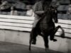 Tennessee Walking Horse Investigation Exposes Cruelty