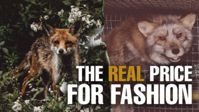 THE DARK TRUTH BEHIND THE FUR INDUSTRY
