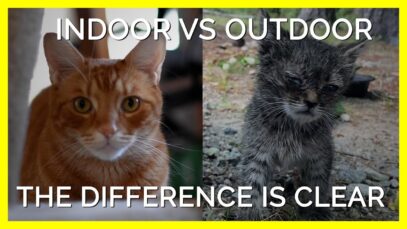 The Difference Between Indoor & Outdoor Cats Is Clear