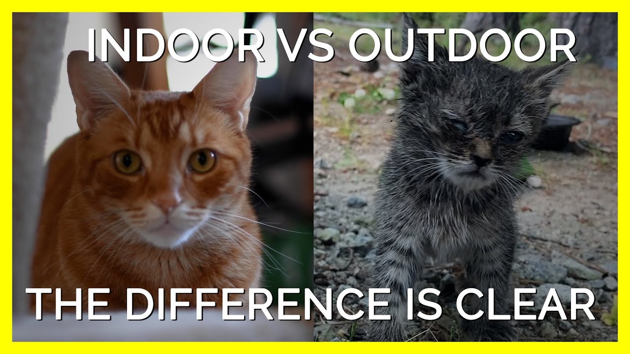 The Difference Between Indoor & Outdoor Cats Is Clear | Laverabestia.org