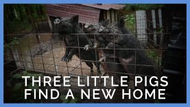 The Heartwarming True Story of Three Little Pigs