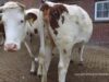 Tiere und kleine Kinder sind der Spiegel der Natur  (Epikur von Samos)