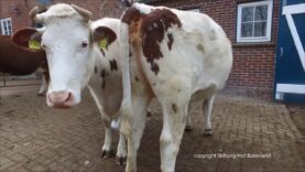 Tiere und kleine Kinder sind der Spiegel der Natur  (Epikur von Samos)