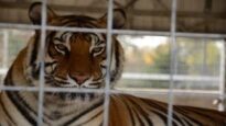 Tigers and Public in Danger at Roadside Zoo