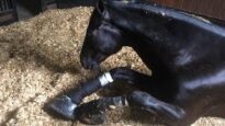 Undercover:  Horses Abused at Top Training Barn