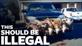 Undercover: Wildlife Killing Contests