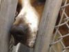University Animal Lab Investigation; Narrated by Kim Basinger