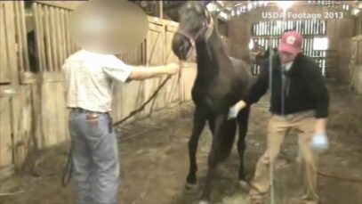 USDA inspections find horse soring cruelty