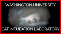 Washington University Cat Intubation Laboratory: A PETA Exposé