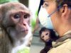 What I saw working in a monkey research facility