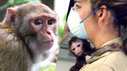 What I saw working in a monkey research facility