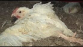 What is factory farming? - MEAT CHICKENS