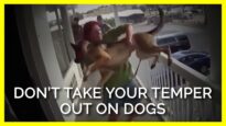 When Humans Have Temper Tantrums & Outbursts, Dogs Can Suffer