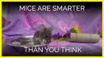 Which Fun Fact About Mice Surprised You the Most?