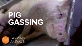 Why pigs killed for meat are sent to gas chambers