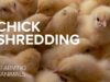 Why the egg industry shreds newborn baby chicks