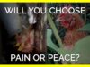 Will You Choose Pain or Peace for Chickens Like Them? #shorts
