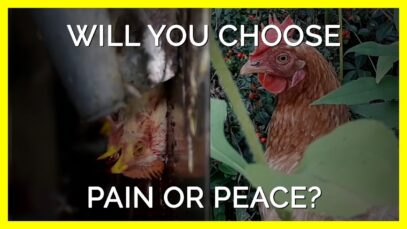 Will You Choose Pain or Peace for Chickens Like Them? #shorts