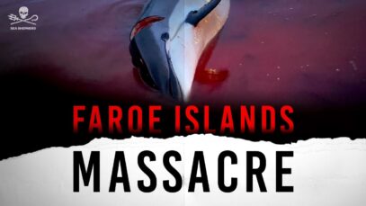 1428 Dolphins Massacred in the Faroe Islands
