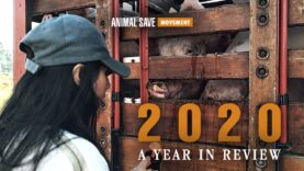 2020: A Year In Review | Animal Save Movement