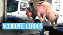 Accidente camión con cerdos en A6: Más de cien animales mueren aplastados y encerrados