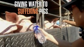 Activists In Metro Manila Confort Pigs Going To Slaughter