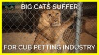 Big Cat Cubs Suffer for Cub Petting Industry
