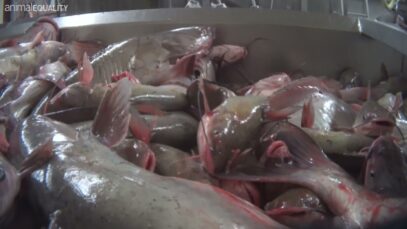 DEMAND THAT KROGER DROP CRUEL FISH SUPPLIER
