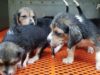 Desperate Dogs Warehoused and Bred in Prison-Like Mill That Sells Them for Experimentation