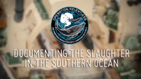 Documenting the Slaughter in the Southern Ocean
