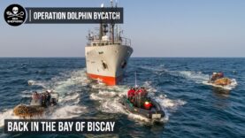 Dolphin ByCatch Campaign: Back in the Bay of Biscay