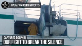 Dolphin caught in French Gillnet | Operation Dolphin Bycatch