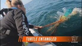 ENTANGLED TURTLE RESCUED BY SEA SHEPHERD