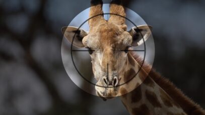 Extinction starts with trophy hunting.