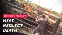 Extreme Meat: Animals Suffer in Extreme Temperatures at Nebraska Feedlot