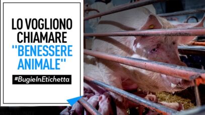 Fermiamo le bugie in etichetta