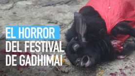 Festival de Gadhimai: El horror de un nuevo sacrificio ritual en Nepal